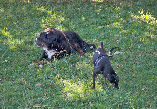 brioche-marley (27232 visites) brioche-marley