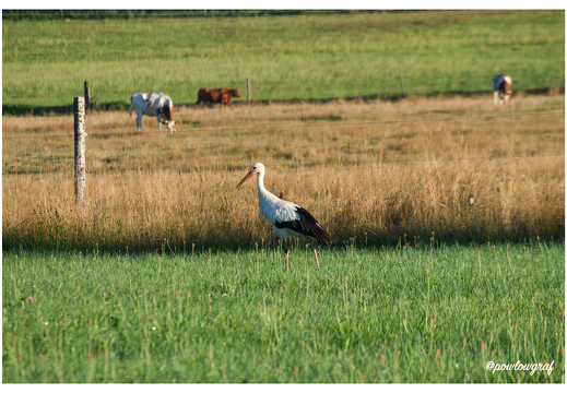 La-Cigogne-de-passage-en-Suisse