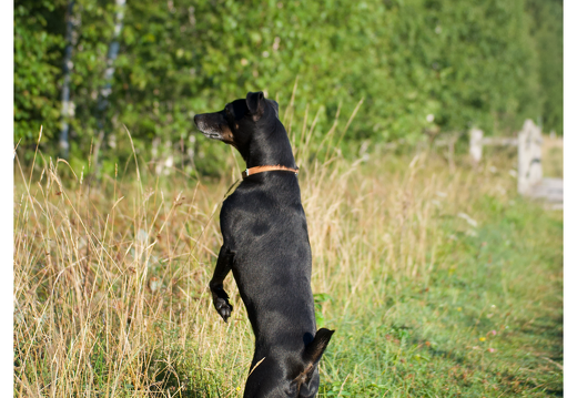 Marley-huntsdog (27452 visites) Marley-huntsdog