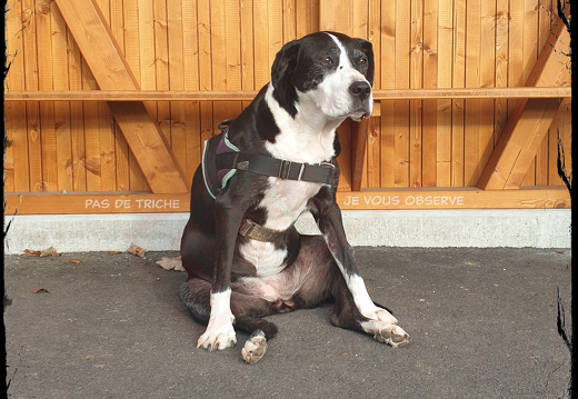 roxy-arbitre-2 (26024 visites) roxy-arbitre-2