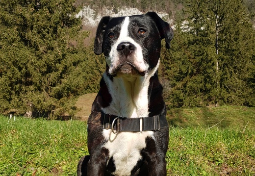 roxy-JU-BE-mypets-book-com (25063 visites) roxy-JU-BE-mypets-book-com