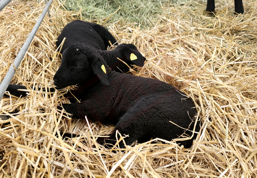 fTDM-6e la-ferme brebis 2 (2811 visites) fTDM-6e la-ferme brebis 2