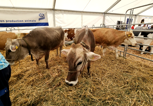 fTDM-6e-la-ferme-3 (2808 visites) fTDM-6e-la-ferme-3