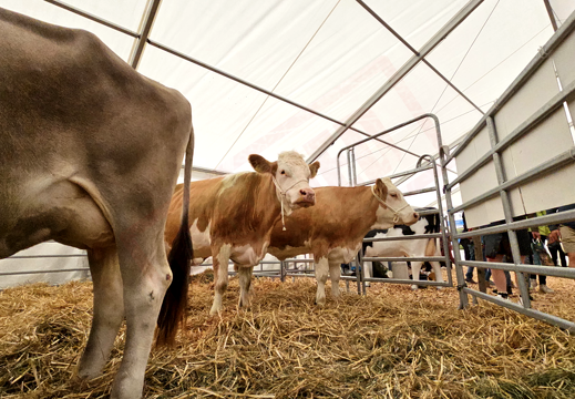 fTDM-6e-la-ferme-4 (2496 visites) fTDM-6e-la-ferme-4