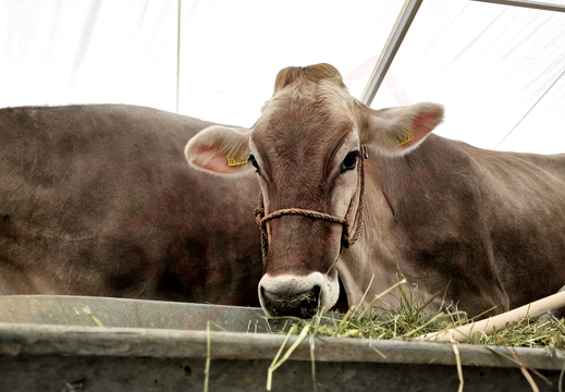 fTDM-6e-la-ferme-6 (2602 visites) fTDM-6e-la-ferme-6
