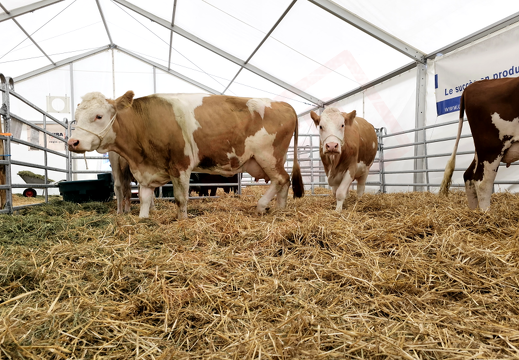 fTDM-6e-la-ferme-12 (2700 visites) fTDM-6e-la-ferme-12