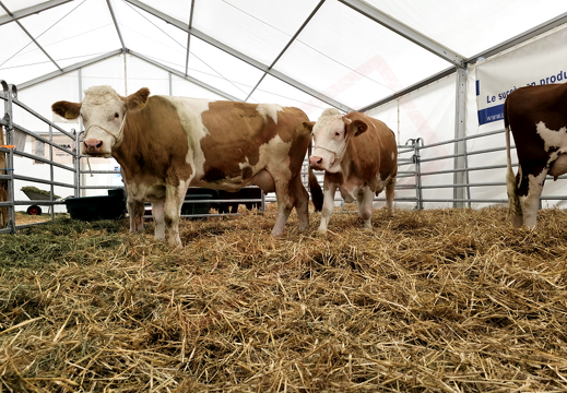 fTDM-6e-la-ferme-13 (2906 visites) fTDM-6e-la-ferme-13