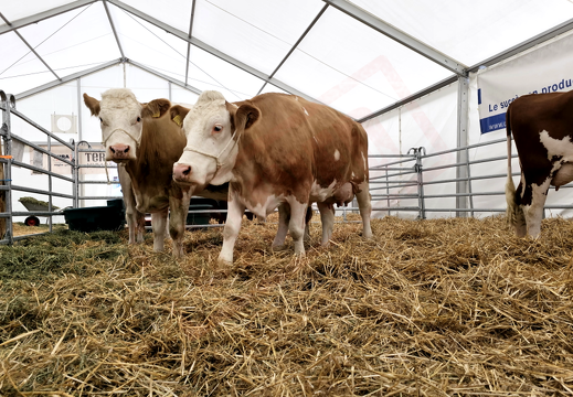 fTDM-6e-la-ferme-14 (2844 visites) fTDM-6e-la-ferme-14