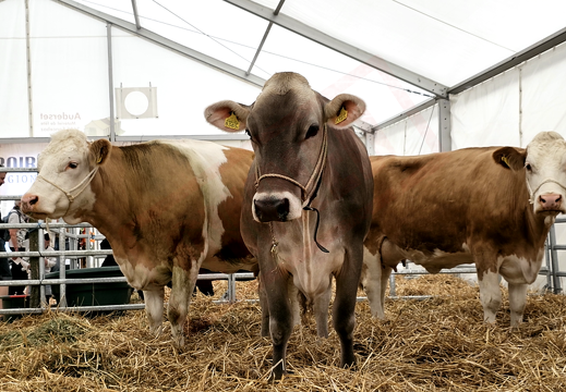 fTDM-6e-la-ferme-15 (2836 visites) fTDM-6e-la-ferme-15