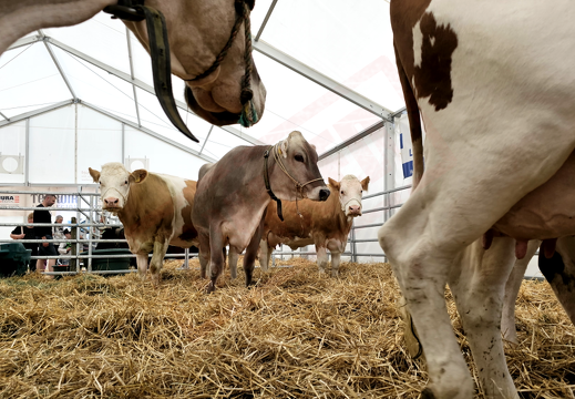 fTDM-6e-la-ferme-16 (2847 visites) fTDM-6e-la-ferme-16