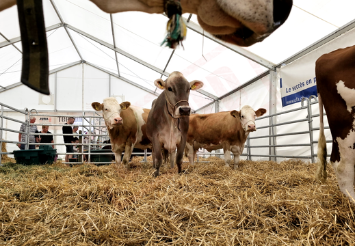 fTDM-6e-la-ferme-17 (2652 visites) fTDM-6e-la-ferme-17