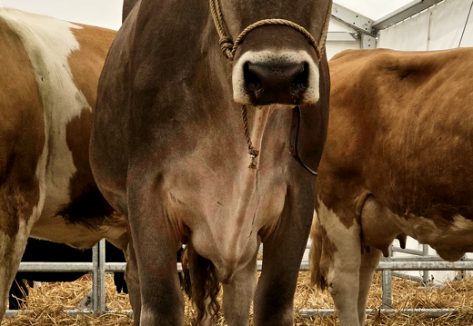 fTDM-6e-la-ferme-21 (2666 visites) fTDM-6e-la-ferme-21