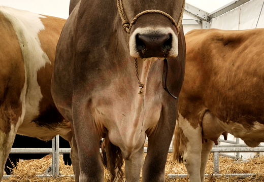fTDM-6e-la-ferme-22 (2873 visites) fTDM-6e-la-ferme-22