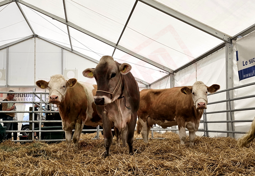 fTDM-6e-la-ferme-23 (2811 visites) fTDM-6e-la-ferme-23