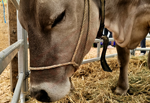 fTDM-6e-la-ferme-24 (2794 visites) fTDM-6e-la-ferme-24