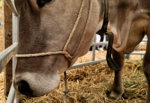 fTDM-6e-la-ferme-25 (2769 visites) fTDM-6e-la-ferme-25