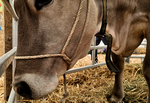 fTDM-6e-la-ferme-26 (2634 visites) fTDM-6e-la-ferme-26