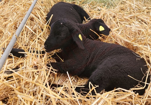 fTDM-6e la-ferme brebis (2852 visites) fTDM-6e la-ferme brebis