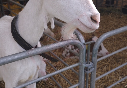 fTDM-6e la-ferme chevre (2933 visites) fTDM-6e la-ferme chevre