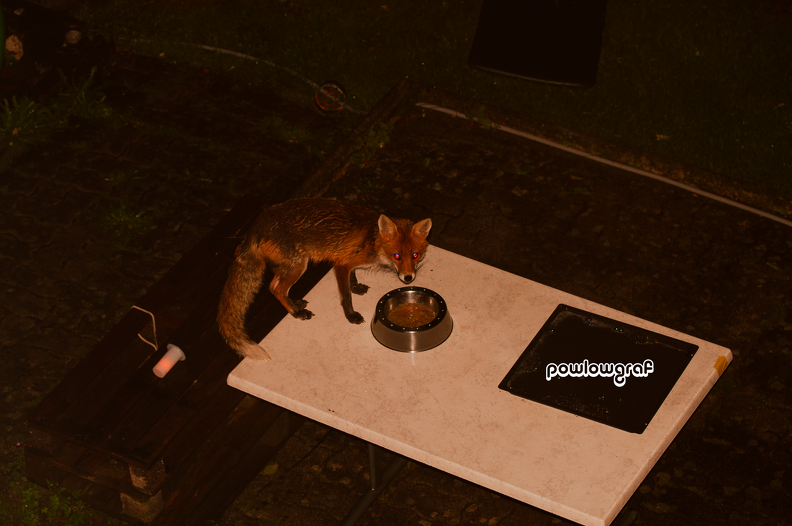 Tu oublies la gamelle dehors, l'ami renard qui passe. townfox-one-powlograf.png
